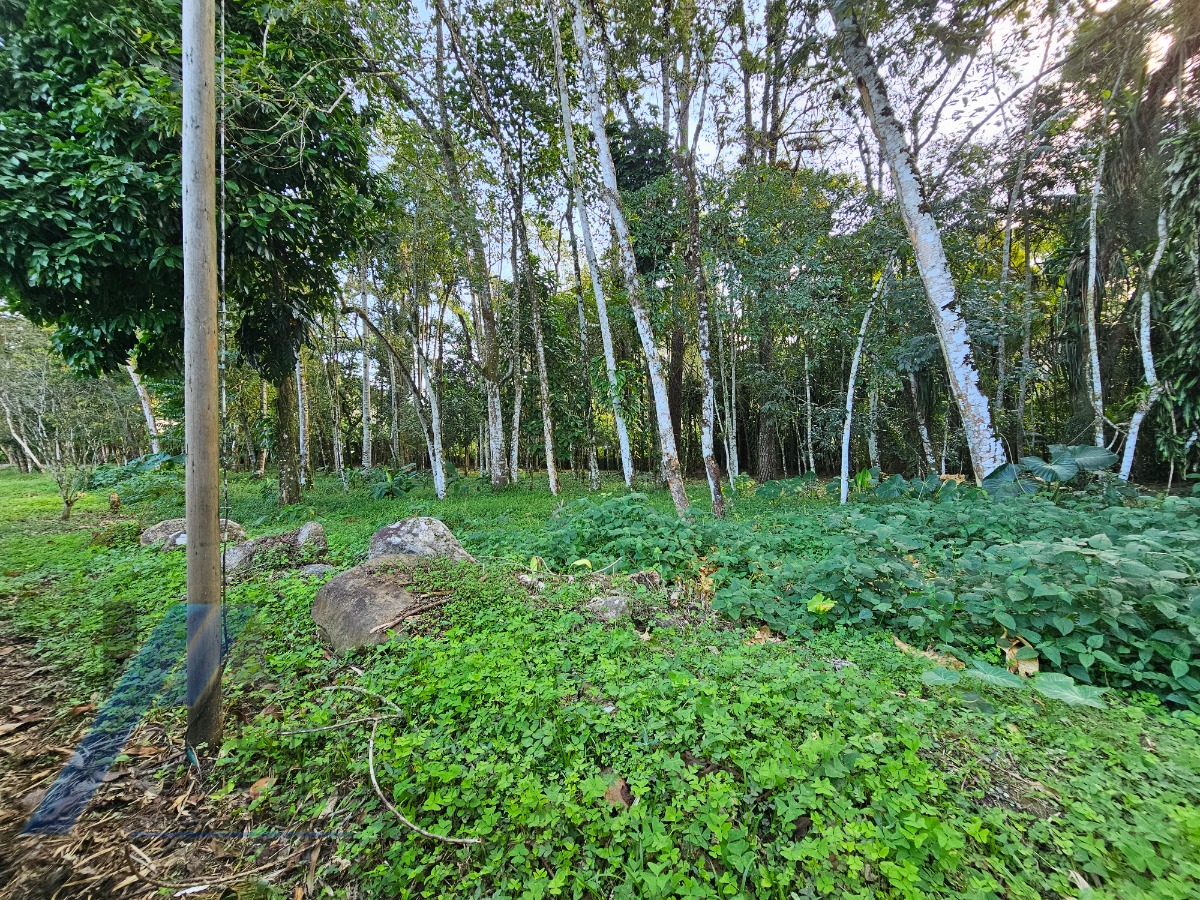 Casa, 4 quartos, 340 m² - Foto 56